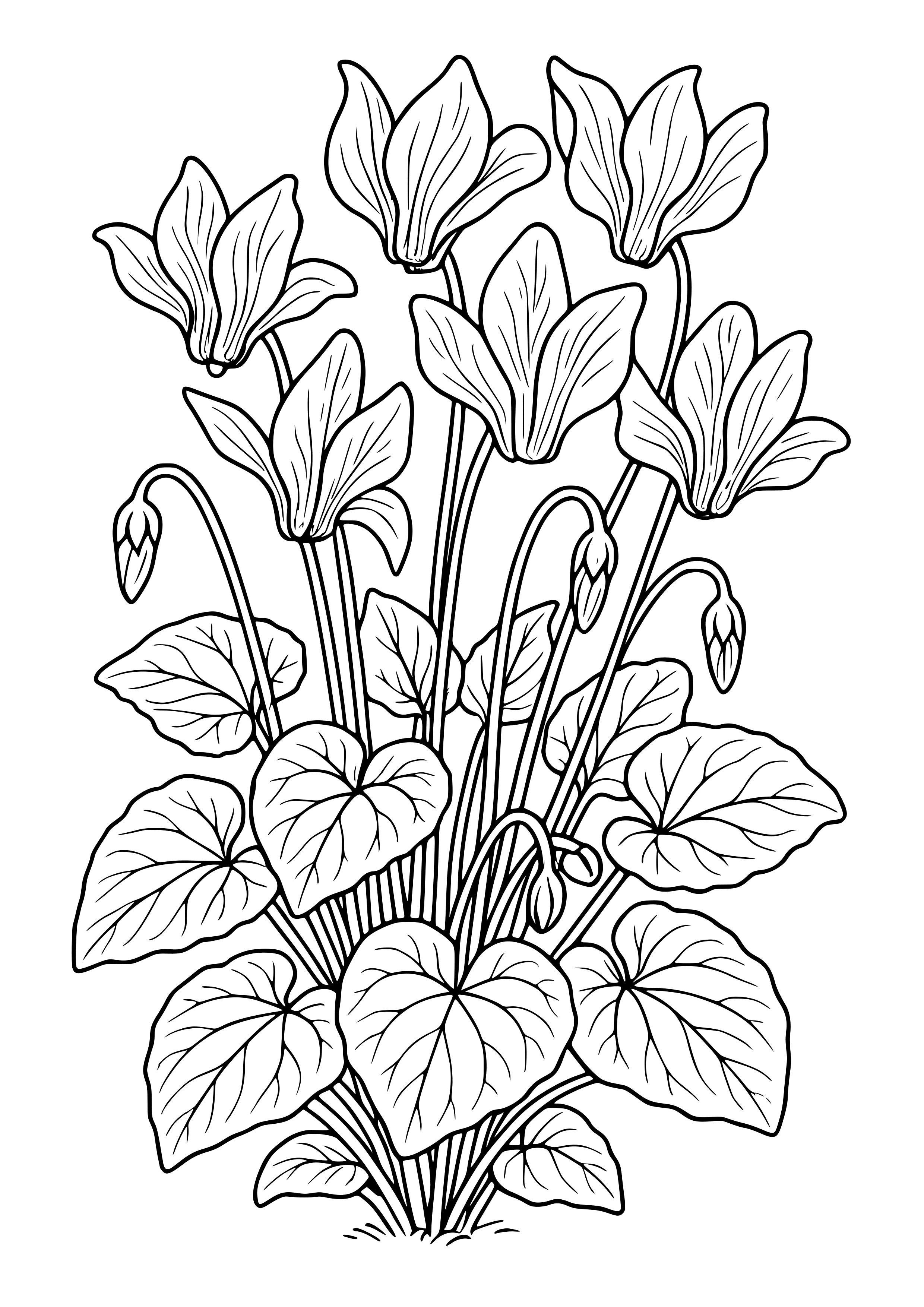 Cyclamen in a Shaded Area Coloring Page